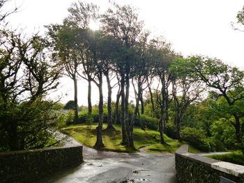 Footpath amidst trees