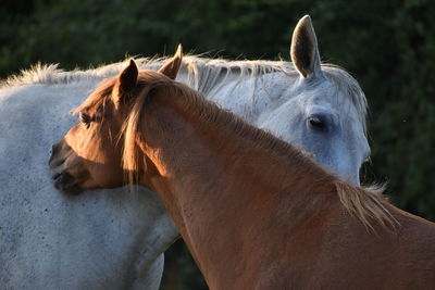 View of horse in ranch