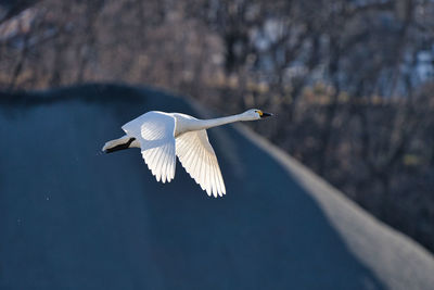 Seagull flying in the sky