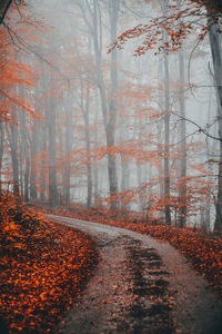 Road amidst trees in forest during autumn