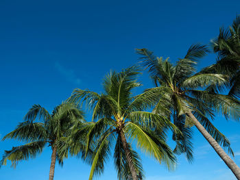 Low angle view of palm trees against clear blue sky