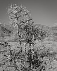 Close-up of plants on field against clear sky