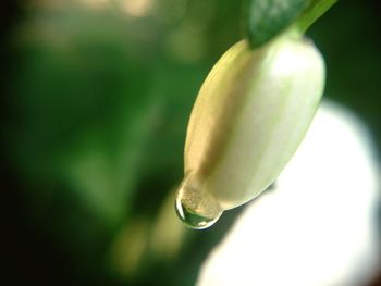 Close-up of water drops on leaf