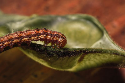 Close-up of insect on leaf