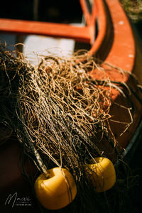 High angle view of dry plant in container