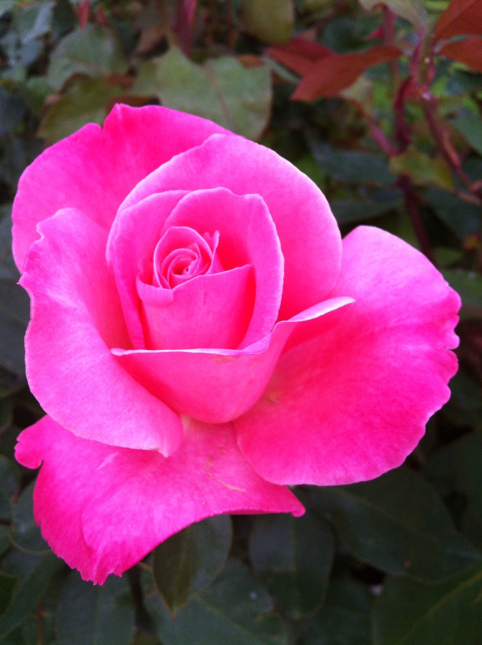 flower, petal, flower head, fragility, freshness, rose - flower, close-up, beauty in nature, pink color, single flower, growth, nature, focus on foreground, rose, blooming, plant, in bloom, pink, blossom, single rose