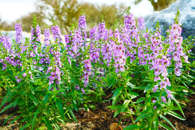 Close-up of purple flowering plants on field