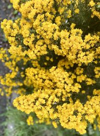 Close-up of yellow flowering plant on field