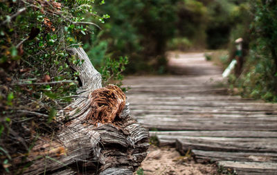 View of bird on tree trunk in forest