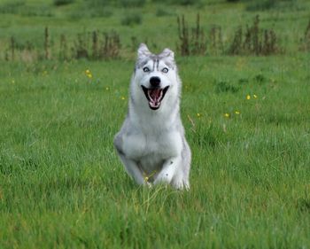 Dog on field