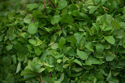 Full frame shot of green leaves