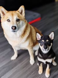 Portrait of two dogs. adult shiba inu dog and young black and tan shiba inu puppy sit together