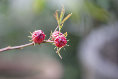 Close up of roselle flowers