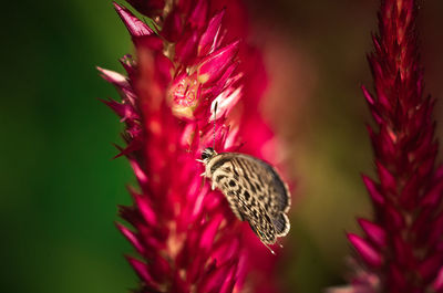 Close-up of butterfly pollinating on pink flower