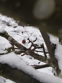 Close-up of frozen tree against sky