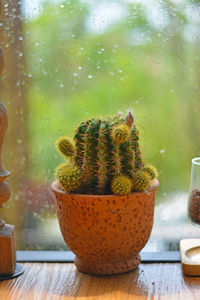 Close-up of potted cactus plant on glass window