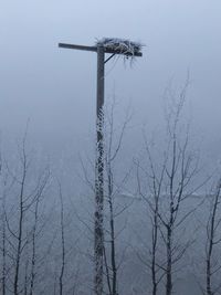 Bare trees against sky during winter