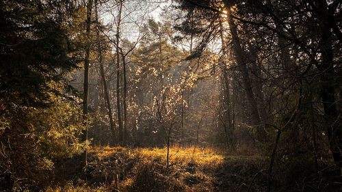 Sunlight streaming through trees in forest