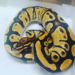 Close-up of a turtle