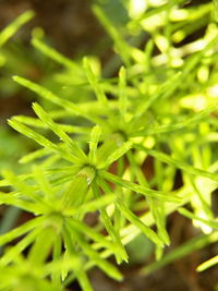 Close-up of fresh green plant