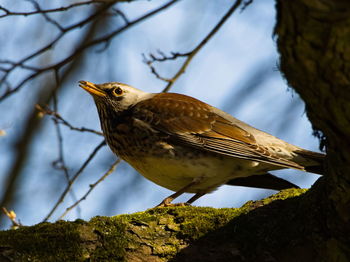 Close-up of bird perching on branch