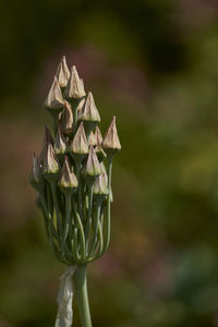 Close-up of rose plant