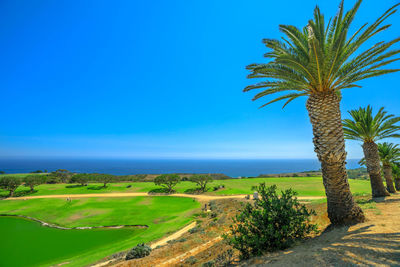 Scenic view of palm trees by sea against clear blue sky