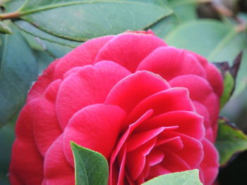 Close-up of pink flower blooming outdoors