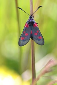 Close-up of butterfly on red flower