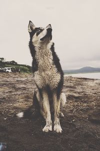 Dog sitting in a field