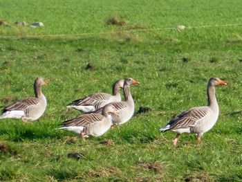 Ducks on field