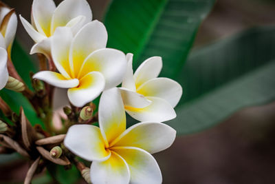 Close-up of white frangipani flowers