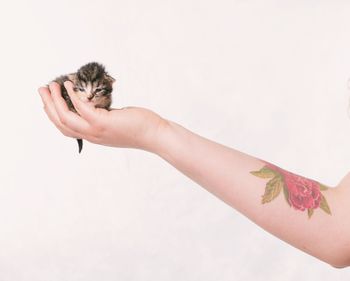 Human arm holding kitten against white background