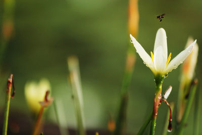 Close-up of plant against blurred background