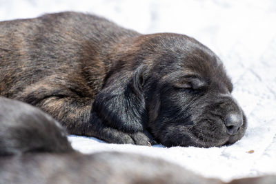 Close-up of dog sleeping