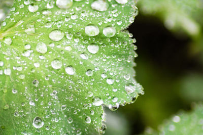 Close-up of water drops on leaf