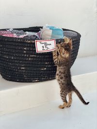 Little kitten playing at the island market 