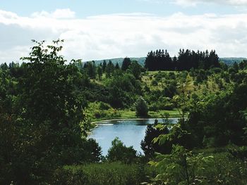 Scenic view of river with trees in background