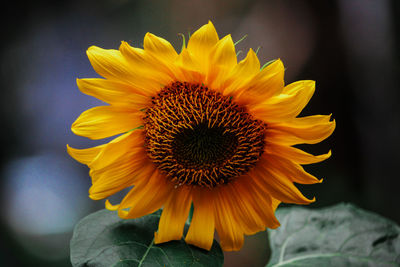 Close-up of sunflower