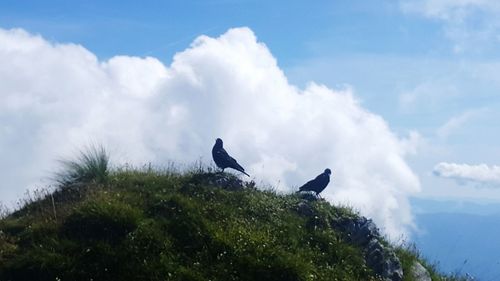 Low angle view of birds perching on mountain against sky