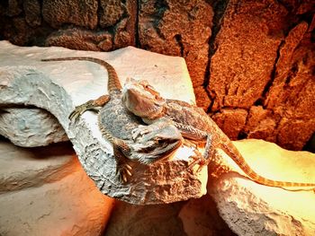 Close-up of iguana on rock