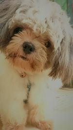 Portrait of dog