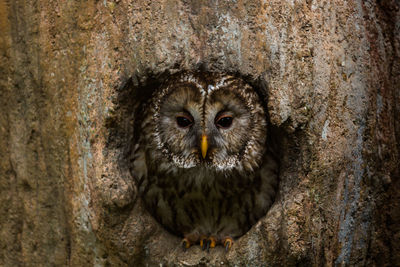 Close-up portrait of owl