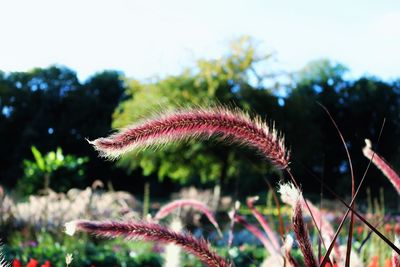 Close-up of plants against sky