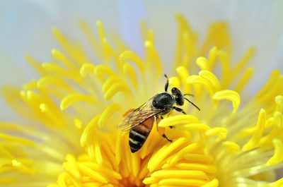 Honey bee pollinating on yellow flower