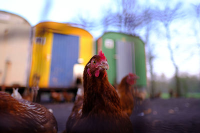 Close-up of a chicken in front of chicken house