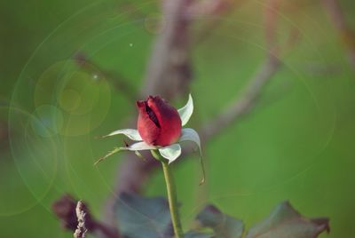 Close-up of red rose on leaf