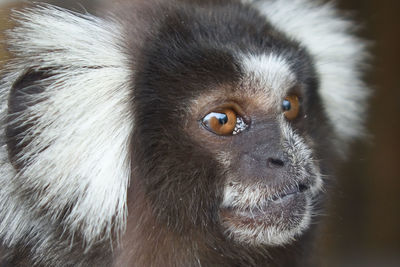 Close-up portrait of monkey