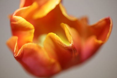 Close-up of orange rose