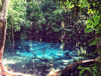 Reflection of trees in water